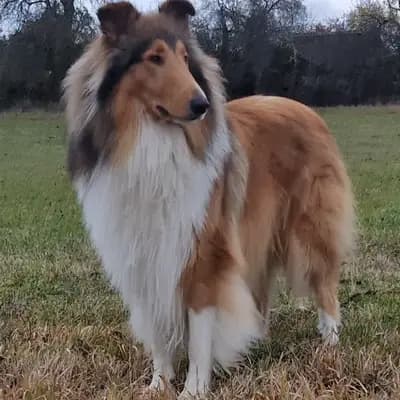 Foto von Fandano, einem Amerikanischer Collie-Elternhund in Baden-Württemberg.