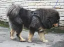 Do Khyi