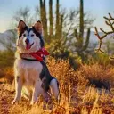 Alaskan Malamute