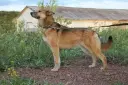 Chinook