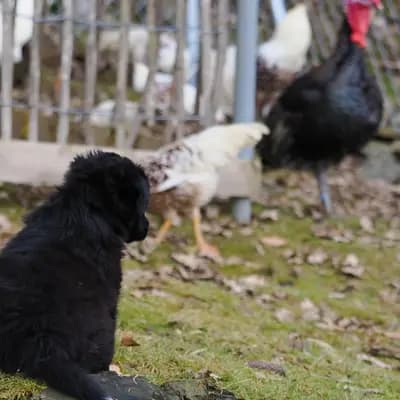 Bild aus Robert Muttenhammer  in Bayern, wo unsere Australian Shepherd-Hunde in einer liebevollen Umgebung aufwachsen.