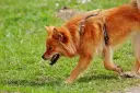 Finnen-Spitz