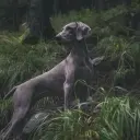 Weimaraner
