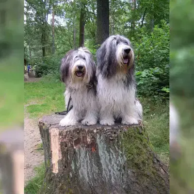 von der Urwaldquelle cover