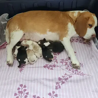 Beaglewelpen mit Ahnentafel - Beagle Welpe in Baden-Württemberg