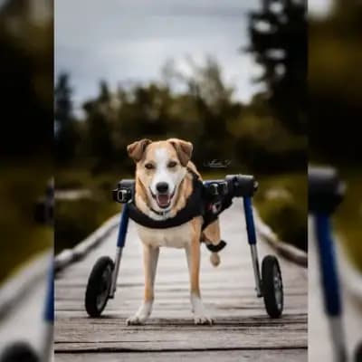 Dag