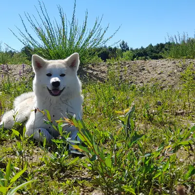Galerie-Bild von Akitas von den Holledauer Hügeln in Bayern, mit Eindrücken unserer Akita-Zucht.