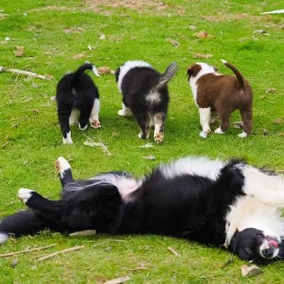 Bild aus Robert Muttenhammer  in Bayern, wo unsere Australian Shepherd-Hunde in einer liebevollen Umgebung aufwachsen.