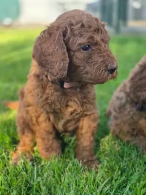 Frau Lila – Pudel Welpe, Bayern, Aufgezogen von Labradoodle vom Asparagus