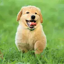 vom Terra Beda cover