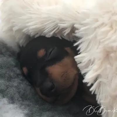 Titelbild von  HERZLICH WILLKOMMEN BEI  CURIOUS MADCAPS  ENGLISH TOY TERRIER KENNEL! in Bayern, Heimat unserer English Toy Terrier (Black and Tan)-Zucht.