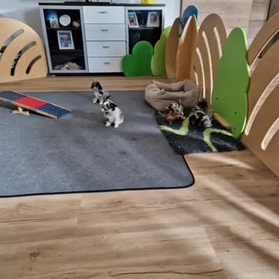 Bild aus Of The Pearl Family  in Oberösterreich, wo unsere Chihuahua-Hunde in einer liebevollen Umgebung aufwachsen.