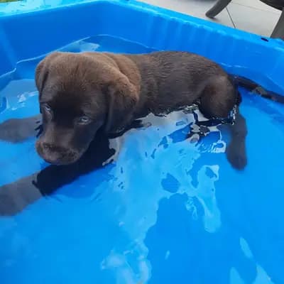 Bild aus Aussiedor  in Rheinland-Pfalz, wo unsere Aussiedoodle (Australian Shepherd x Pudel)-Hunde in einer liebevollen Umgebung aufwachsen.