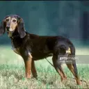Jura Niederlaufhund