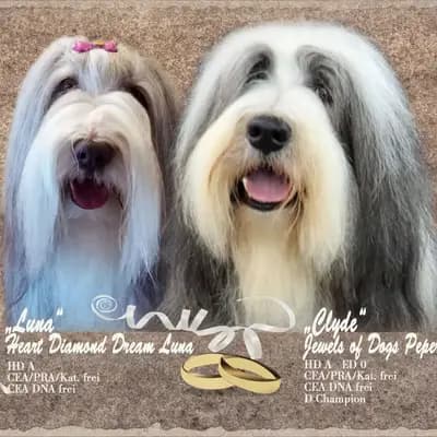 Foto des L-Wurf von Bearded Collie in Heart Diamond Bearded Collies , aufgenommen in Sachsen.