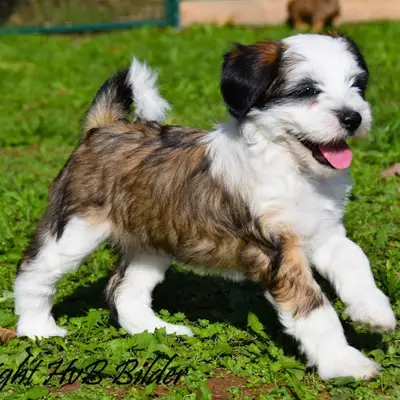 Galerie-Bild von "Tingsha"  Tibet Terrier von Unterfranken in Bayern, mit Eindrücken unserer Tibet Terrier-Zucht.