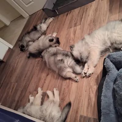 Bild aus Wolfsspitze vom Wattenlöper  in Niedersachsen, wo unsere Wolfsspitz-Hunde in einer liebevollen Umgebung aufwachsen.