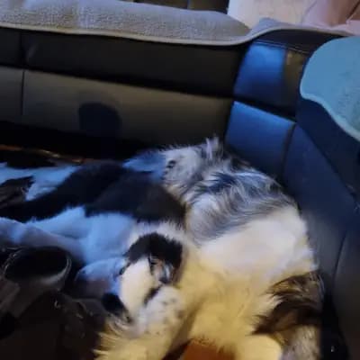 Bild aus Lucky charms in Oberösterreich, wo unsere Großpudel (Königspudel)-Hunde in einer liebevollen Umgebung aufwachsen.