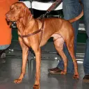 Magyar Vizsla