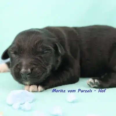 Moritz - Australian Shepherd Welpe in Rheinland-Pfalz