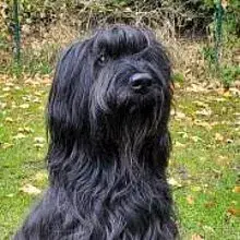 l’ange sur terre cover