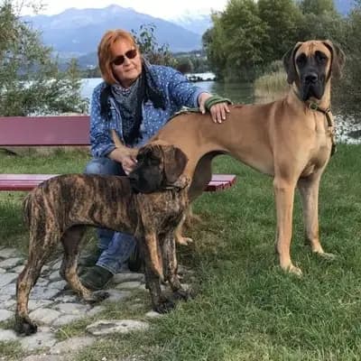 Deutsche Doggen von Borchers` Hoff