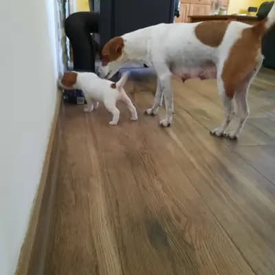 Bild aus vom Reichenwalder Land in Brandenburg, wo unsere Parson Russell Terrier-Hunde in einer liebevollen Umgebung aufwachsen.