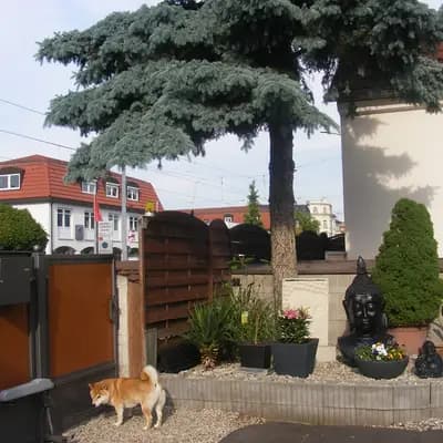 Bild aus Shiba Inu Zucht aus Nippon's Reich in Sachsen, wo unsere Shiba Inu-Hunde in einer liebevollen Umgebung aufwachsen.