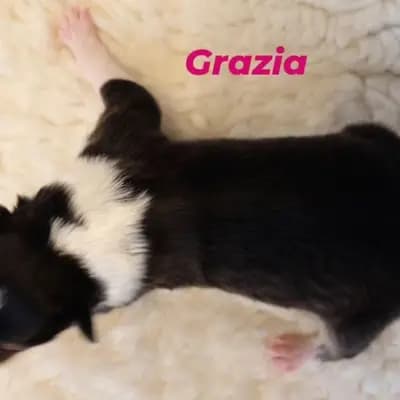 Grazia von der Brettachwiese - Collie (Langhaar) Welpe in Baden-Württemberg