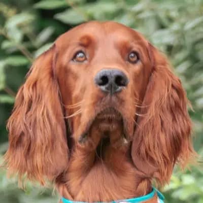 Galerie-Bild von of the maroon fellows in Bayern, mit Eindrücken unserer Irish Red Setter-Zucht.