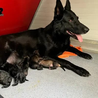 Bild aus Horand's Erbe  in , wo unsere Deutscher Schäferhund-Hunde in einer liebevollen Umgebung aufwachsen.