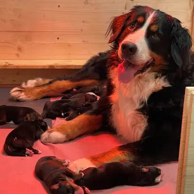 Bild aus Berner von der Villa Arya in Rheinland-Pfalz, wo unsere Berner Sennenhund-Hunde in einer liebevollen Umgebung aufwachsen.