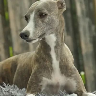 Bild aus Whippets of Poet‘s Corner  in Baden-Württemberg, wo unsere Whippet-Hunde in einer liebevollen Umgebung aufwachsen.