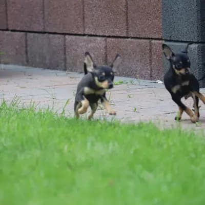 Lulu – Russkiy Toy (Russischer Toy) Welpe, Niedersachsen, Aufgezogen von Hundezucht "von Toy-Hit"