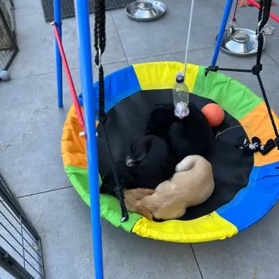 Bild aus Del'Neshin in Nordrhein-Westfalen, wo unsere Saluki-Hunde in einer liebevollen Umgebung aufwachsen.