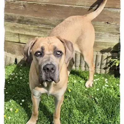 Romaner Antikdoggenhündin Isa (9 Monate alt) sucht das beste Zuhause! – Cane Corso Italiano Welpe, Nordrhein-Westfalen, Raised by Romaner Antikdoggenzucht "vom römischen Reich"