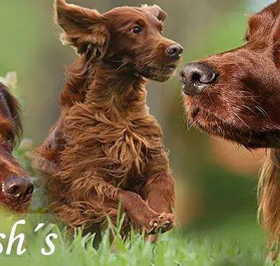 Galerie-Bild von Irish red Setter "fighting irish´s" in Nordrhein-Westfalen, mit Eindrücken unserer Irish Red Setter-Zucht.