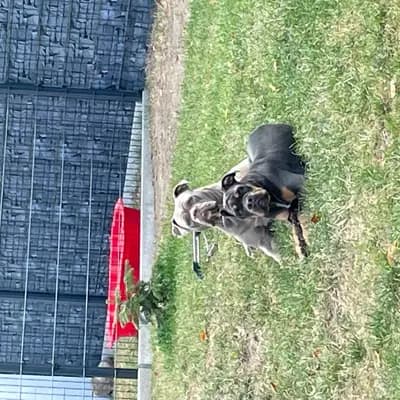 Bild aus Bulldoggen von der Rudolfshöhe  in Brandenburg, wo unsere Old English Bulldog-Hunde in einer liebevollen Umgebung aufwachsen.