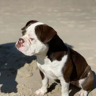 Galerie-Bild von Active Bulldogs in Rheinland-Pfalz, mit Eindrücken unserer Französische Bulldogge-Zucht.