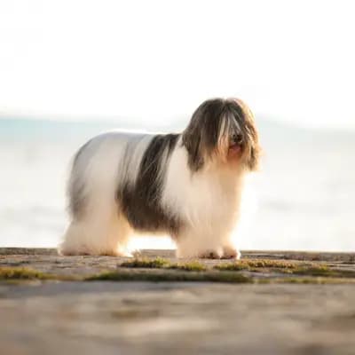 Foto von Kismet, einem Polski Owczarek Nizinny-Elternhund in Brandenburg.