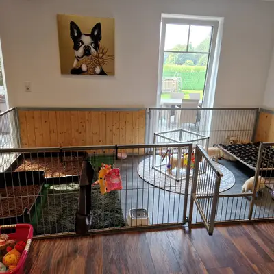 Bild aus Vom Steller Moor in Niedersachsen, wo unsere Golden Retriever-Hunde in einer liebevollen Umgebung aufwachsen.