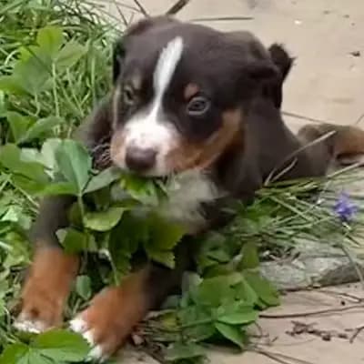 Galerie-Bild von Appenzeller Sennenhunde vom Altmarkhof in Sachsen-Anhalt, mit Eindrücken unserer Appenzeller Sennenhund-Zucht.