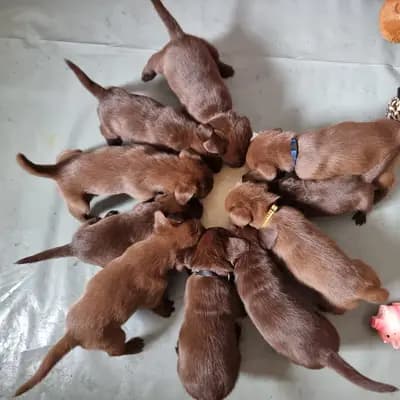 Bild aus Aussiedor  in Rheinland-Pfalz, wo unsere Aussiedoodle (Australian Shepherd x Pudel)-Hunde in einer liebevollen Umgebung aufwachsen.