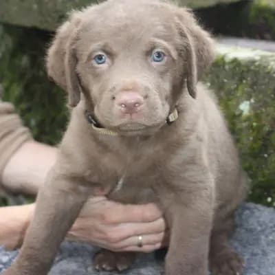 Galerie-Bild von Witchess - Chesapeake Bay Retriever Zucht in Hessen, mit Eindrücken unserer Chesapeake Bay Retriever-Zucht.