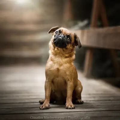Foto von Griff, einem Brüsseler Griffon-Elternhund in Bayern.