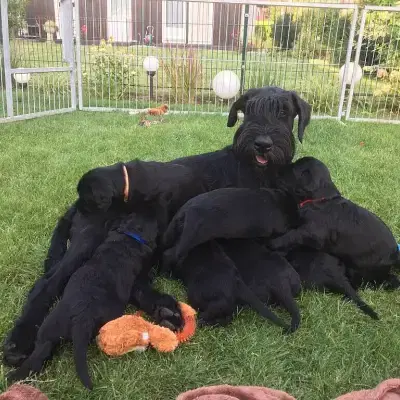 vom Emscherbruch cover