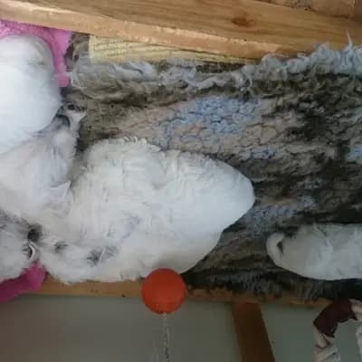 Bild aus Westie vom Elmbach in Sachsen, wo unsere West Highland White Terrier-Hunde in einer liebevollen Umgebung aufwachsen.