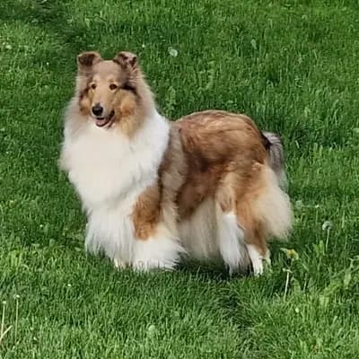 Foto von DELENY, einem Amerikanischer Collie-Elternhund in Baden-Württemberg.