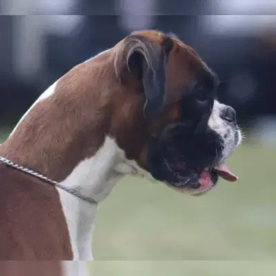 vom Napoleonbogen cover