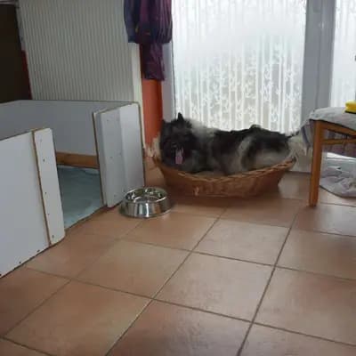 Bild aus Wolfsspitze von Klein Manhattan in Nordrhein-Westfalen, wo unsere Wolfsspitz-Hunde in einer liebevollen Umgebung aufwachsen.